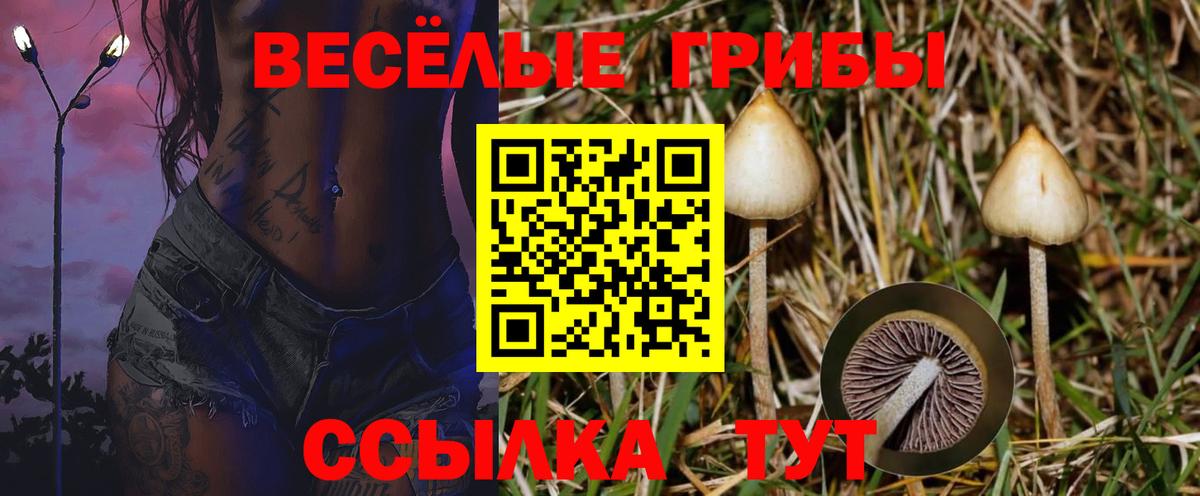 Камышлов  Псилоцибиновые грибы Psilocybe  Вход с VPN 